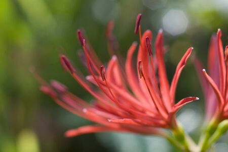 Amaryllisの写真素材