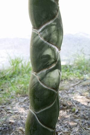 Tortoiseshell bambooの写真素材