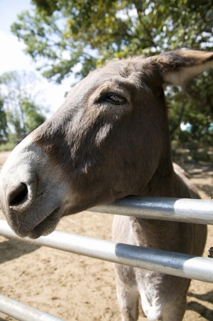 Donkey