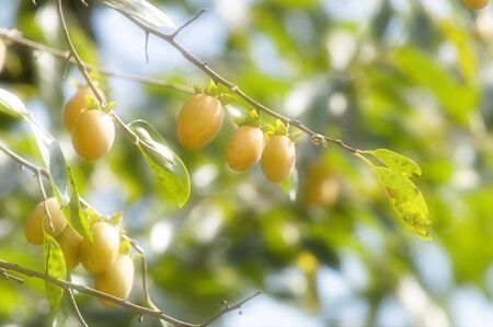 Persimmonの写真素材