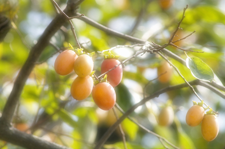 Persimmon