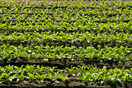 Vineyardの写真素材