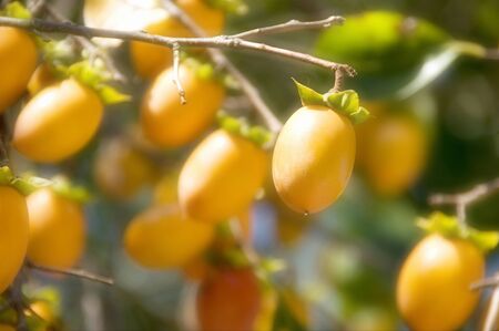 Persimmon