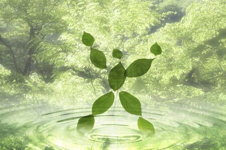 Fresh green dollの写真素材