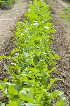 Vineyardの写真素材