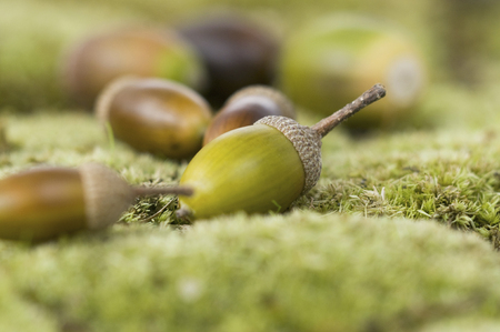 Acornの写真素材