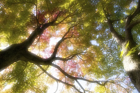Autumn leaves