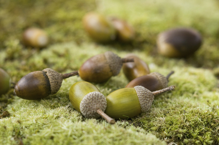 Acornの写真素材