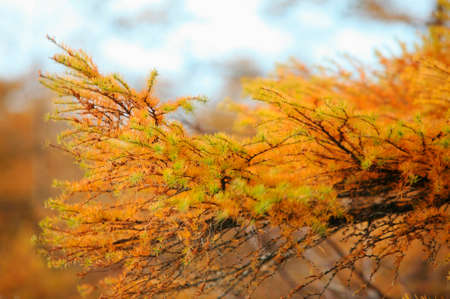 Autumn leavesの写真素材