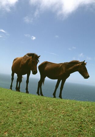 Misaki Horseの写真素材