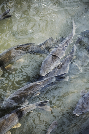 carp swim