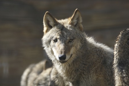 Europeookamiの写真素材