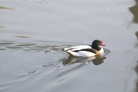 Common Shelduckの写真素材