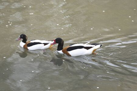Common Shelduckの写真素材