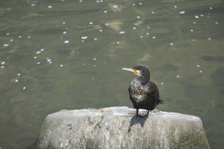Great Cormorantの写真素材