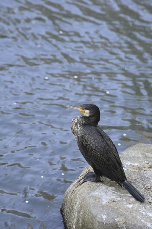 Great Cormorantの写真素材