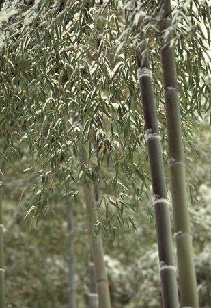 Winter bamboo forestの写真素材