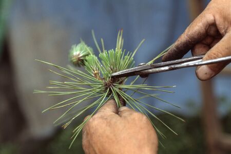 Pine tree pruning