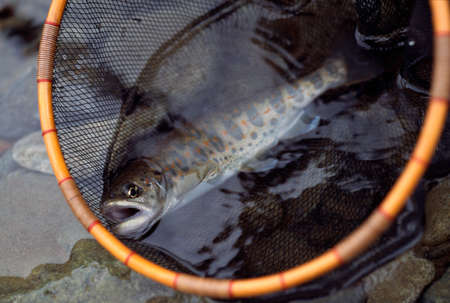 Amagoの写真素材