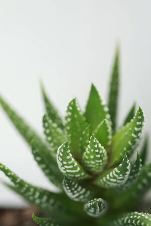 Succulentsの写真素材