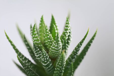 Succulentsの写真素材