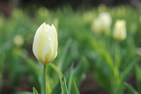 Tulipの写真素材