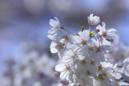 Cherryの写真素材