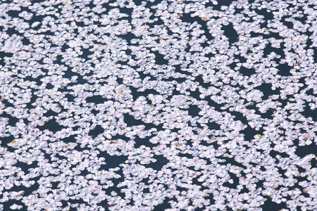 Petals of the water surface of Sakuraの写真素材