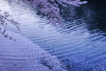 Cherryの写真素材