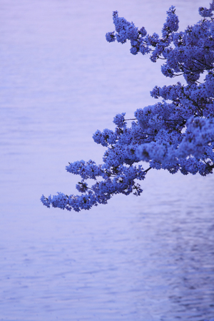 Cherryの写真素材