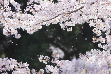 Cherryの写真素材