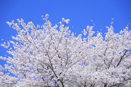 Cherryの写真素材