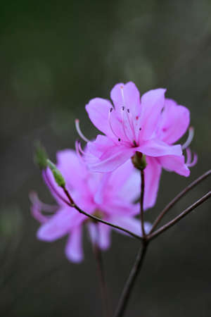 Pink flowerの写真素材