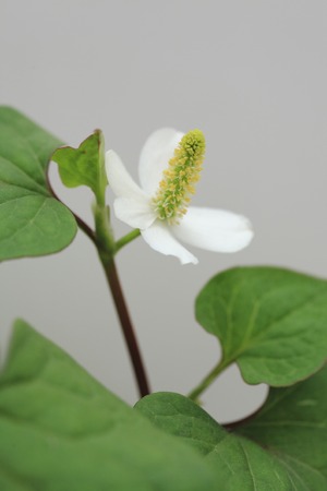 Flowers of houttuynia cordataの写真素材