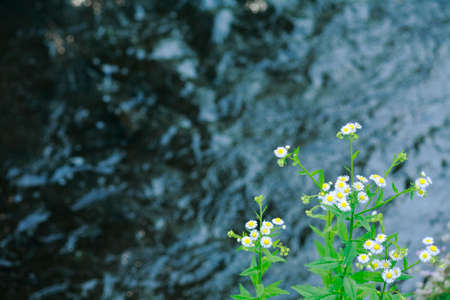 Canal flowersの写真素材