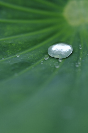 Drops of water on a Lotus leafの写真素材