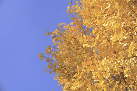 Rows of Ginkgo trees in autumn