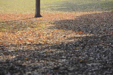 Autumn leaves