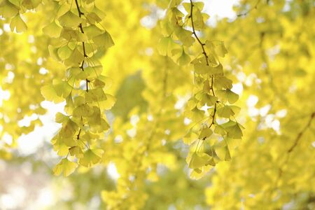 Ginkgo biloba leavesの写真素材
