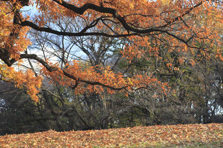 Autumn leaves tree