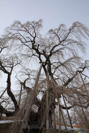 Miharu Takizakura winter scene ofの写真素材