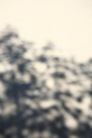 The shade of a tree silhouetteの写真素材