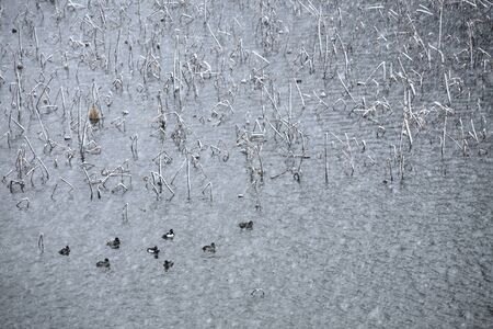 Tokyo Imperial Palace mind snowの写真素材