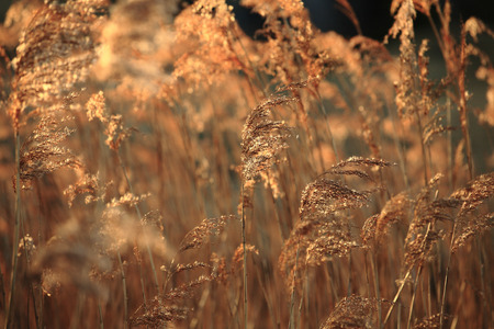 Japanese pampas grass in the backlightの写真素材