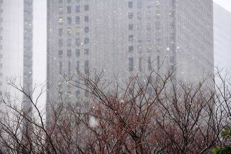 Snow's NishiShinjukuの写真素材