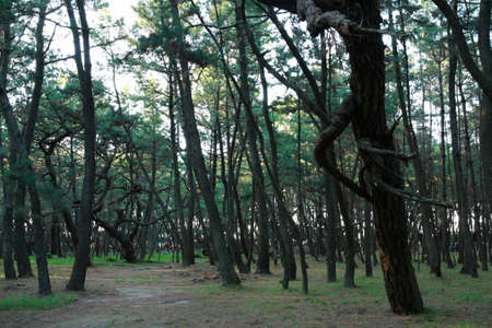Karatsu Rainbow-no-Matsubaraの写真素材