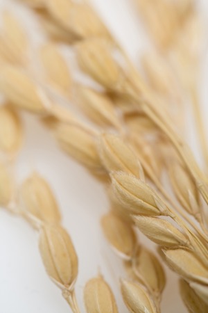 Inahoの写真素材