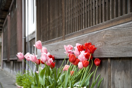 Tulipの写真素材