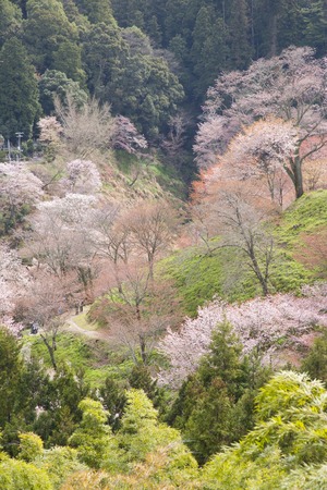 Sakuraの写真素材