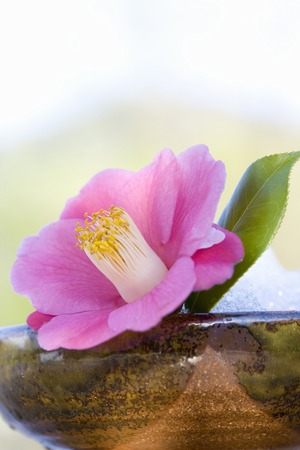 Camelliaの写真素材